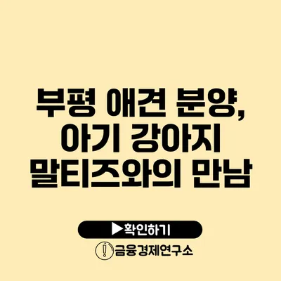 부평 애견 분양, 아기 강아지 말티즈와의 만남